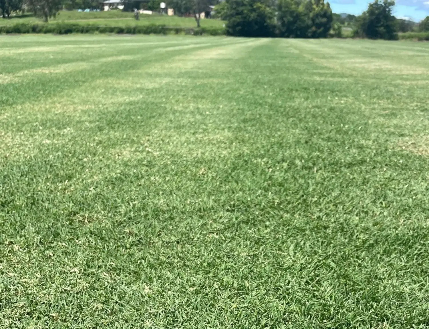 Premium Couch Grass Turf – Lush green lawn with fine leaves, ideal for sun and active family life.