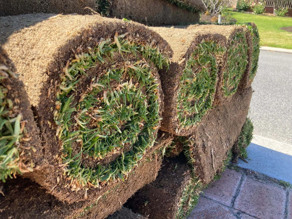 Premium Couch Grass Turf rolls ready for installation on a lawn.