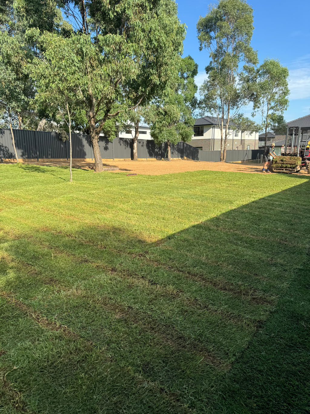 Premium Buffalo Turf growing in Sydney Backyard