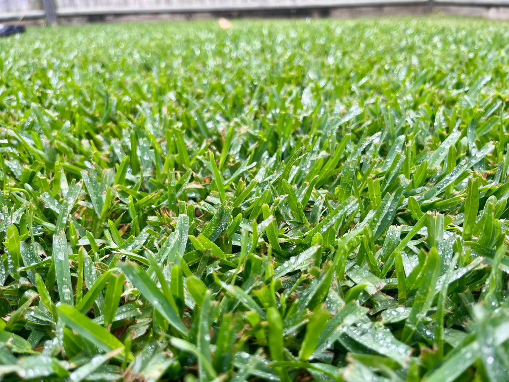 Backyard with premium Buffalo grass showing thick coverage and excellent shade tolerance