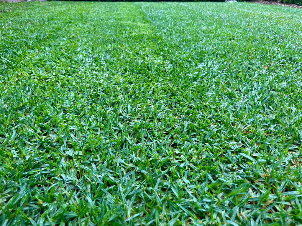 Newly installed Soft-Leaf Buffalo Turf creating a durable, low-maintenance backyard lawn