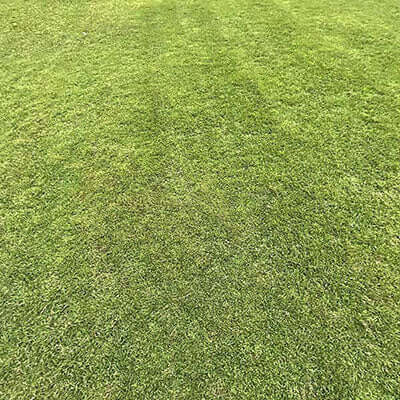 Premium Couch Grass Turf lawn - lush, green grass surface for a vibrant outdoor space.