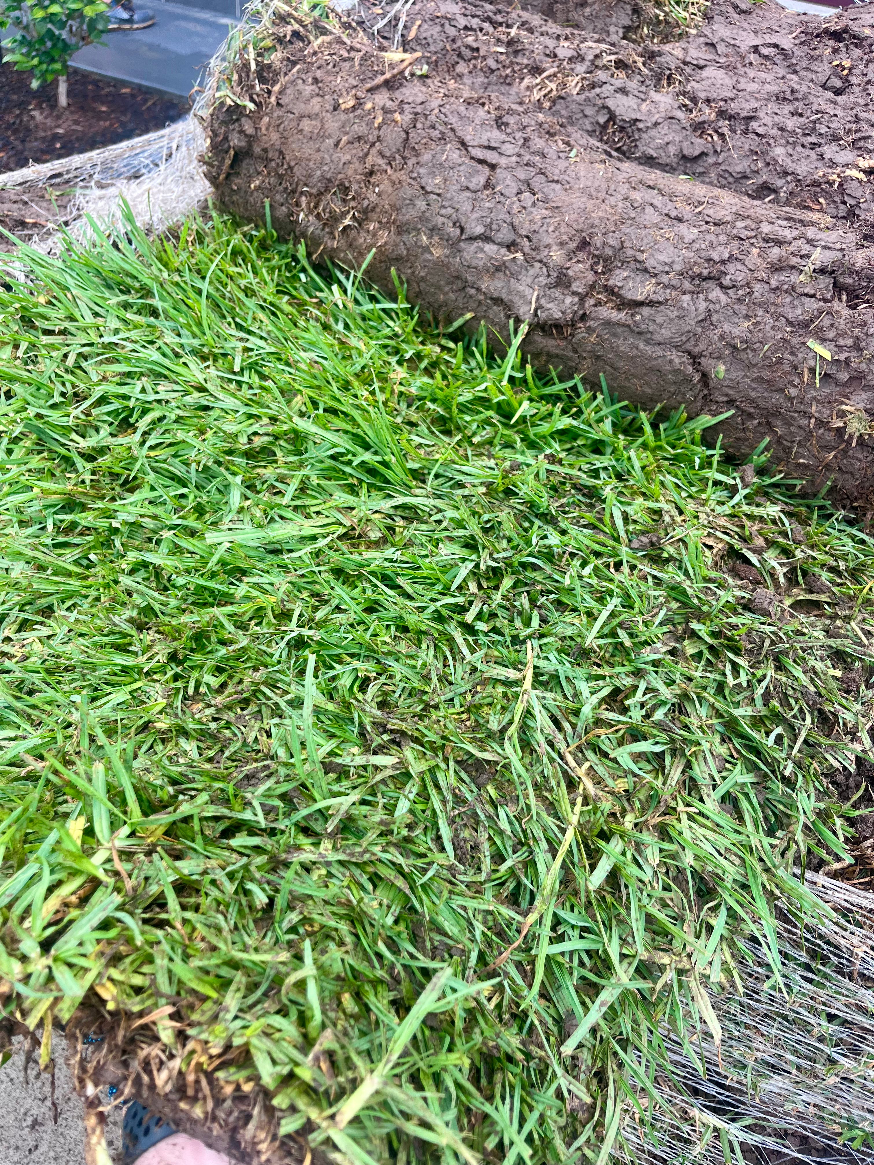 Freshly cut Premium Kikuyu turf roll ready for installation from Harmony Turf in Wilberforce