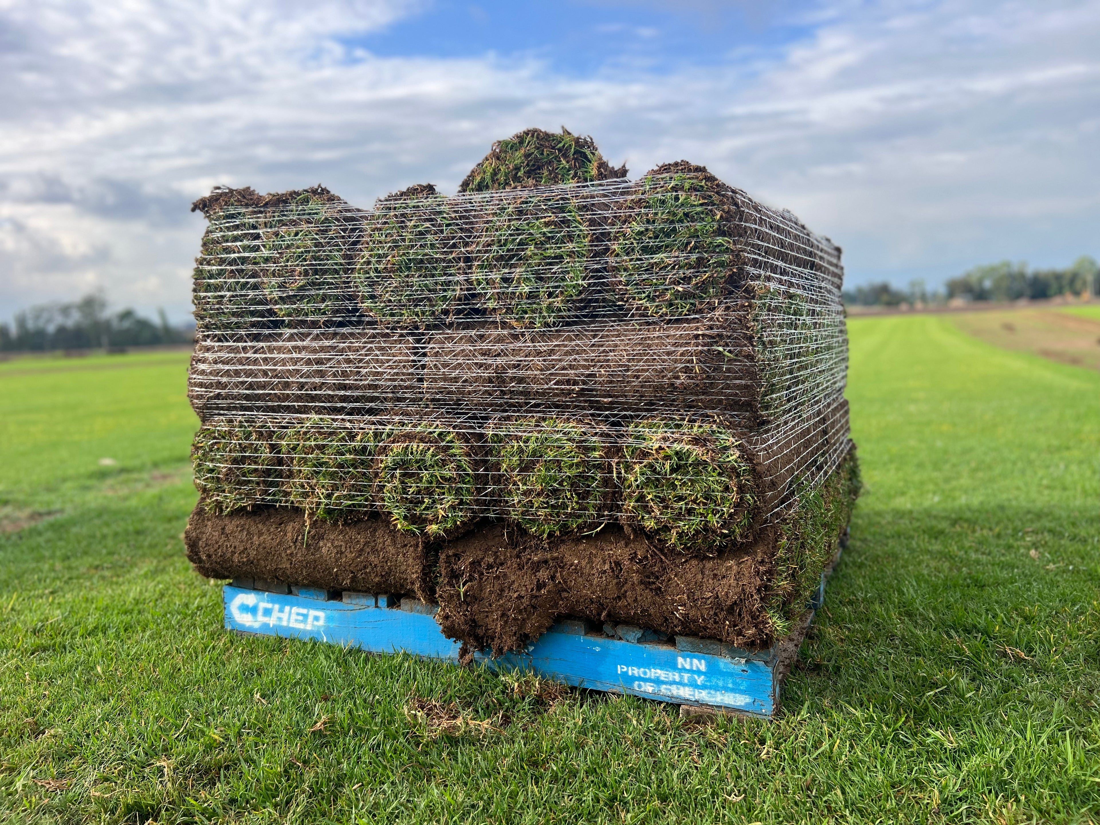 Kikuyu Turf freshly harvested from Wilberforce farm, ready for installation