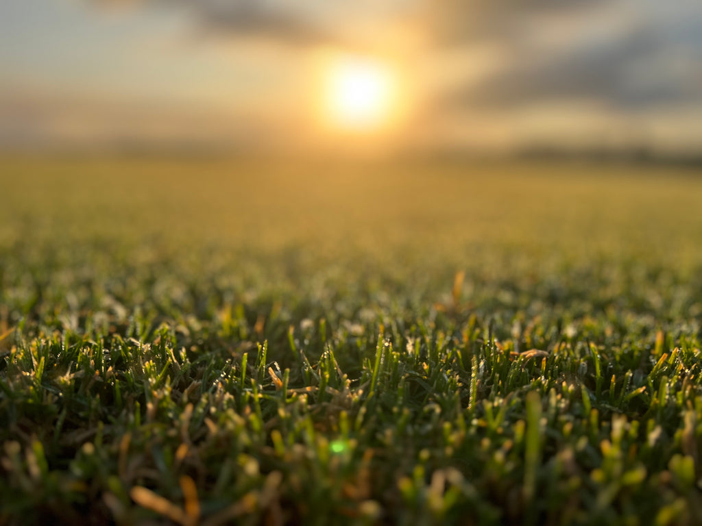 Close-up of lush Premium Kikuyu Grass lawn in a Sydney backyard