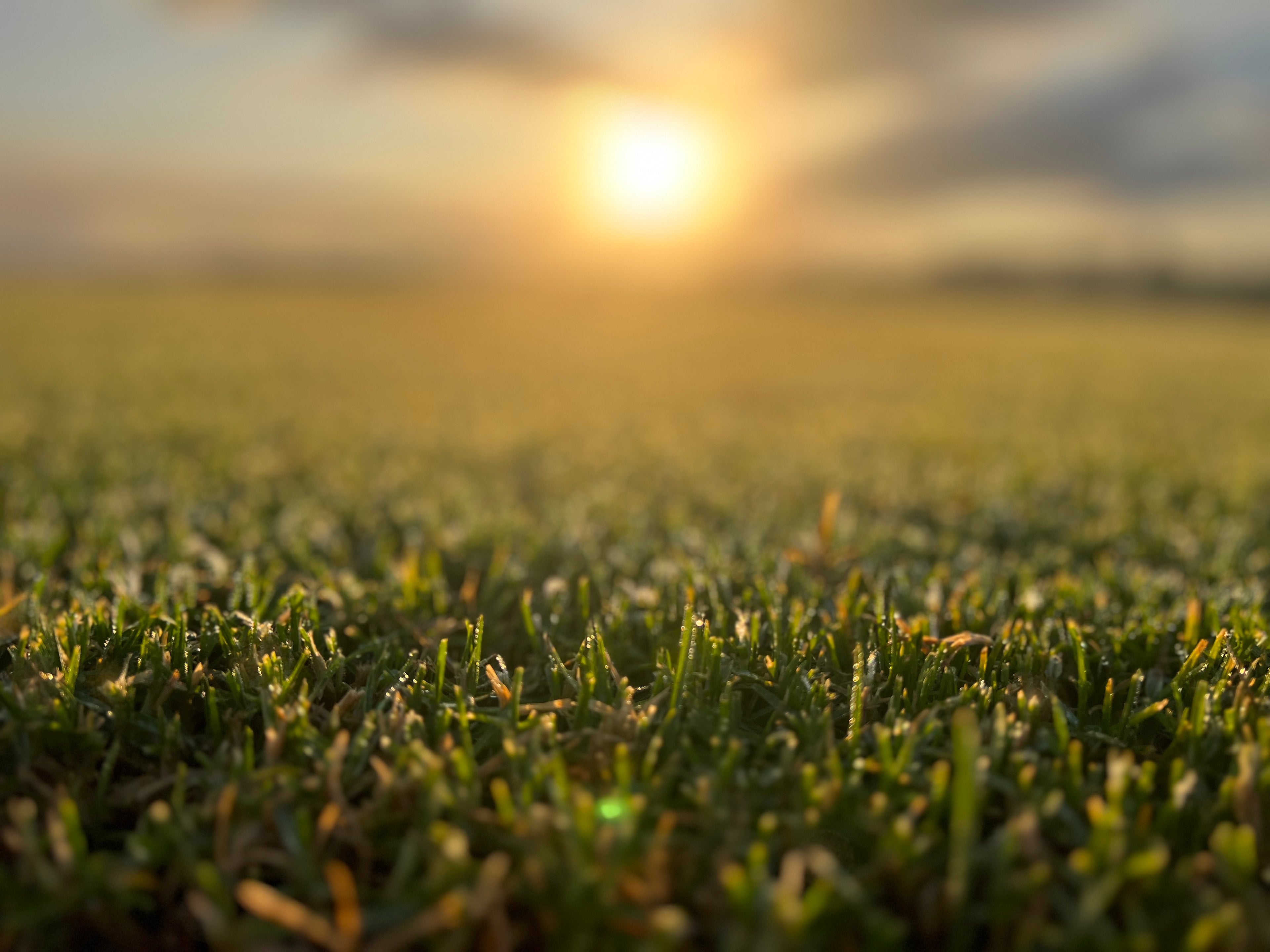 Close-up of lush Premium Kikuyu Grass lawn in a Sydney backyard