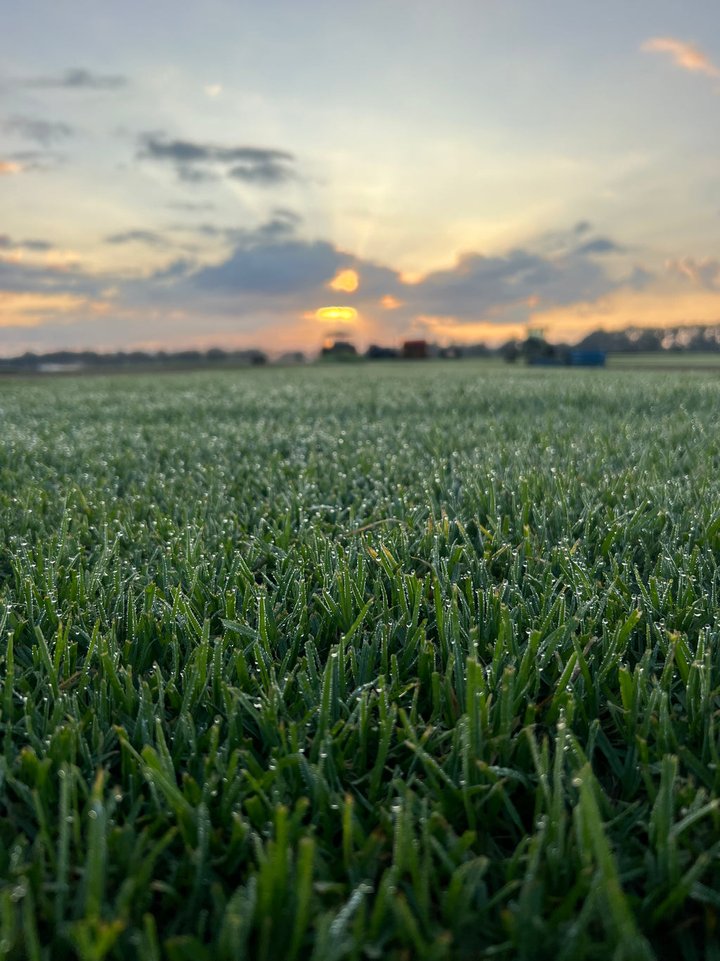 Premium Kikuyu Turf fresh cut from Harmony Turf, Sydney