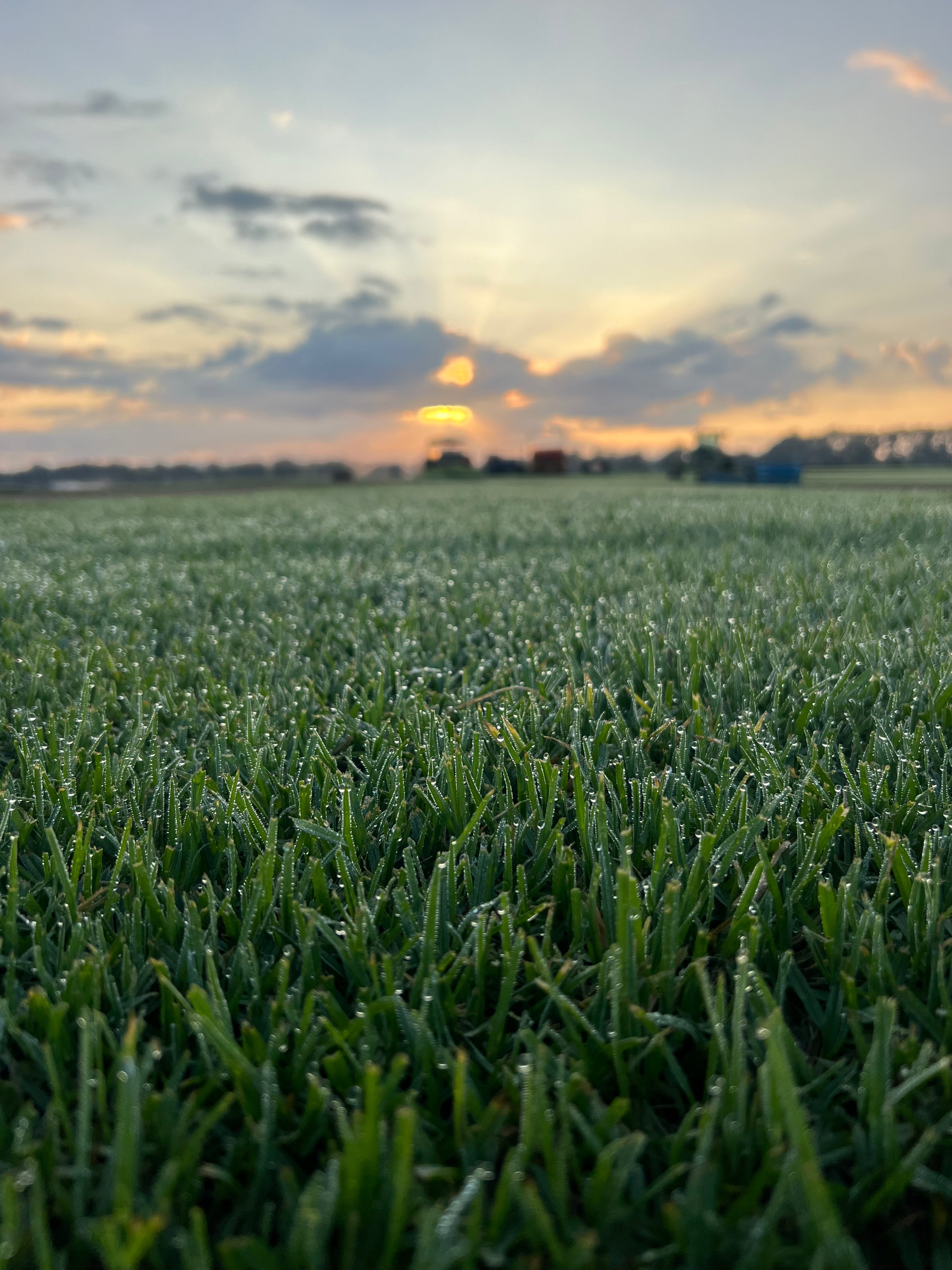 Premium Kikuyu Turf fresh cut from Harmony Turf, Sydney