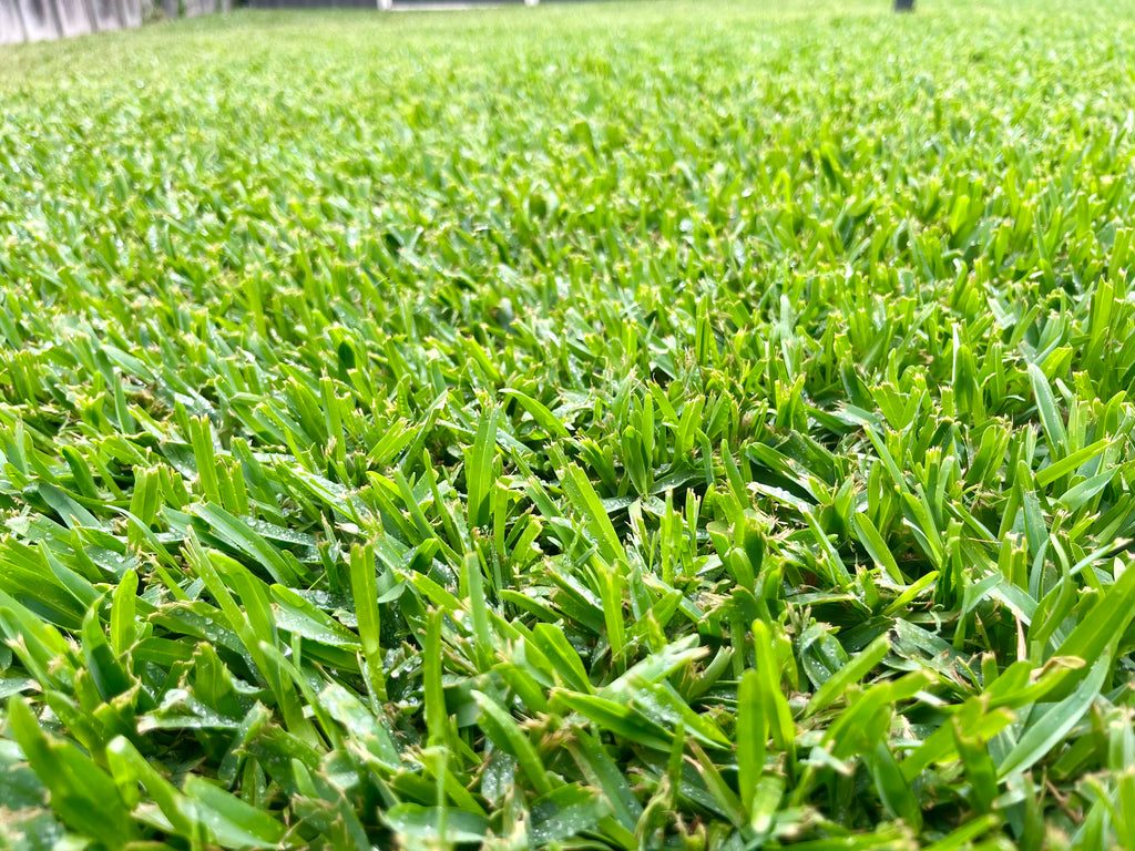 Harmony Turf Soft-Leaf Buffalo lawn providing a rich, deep green finish in a landscaped yard