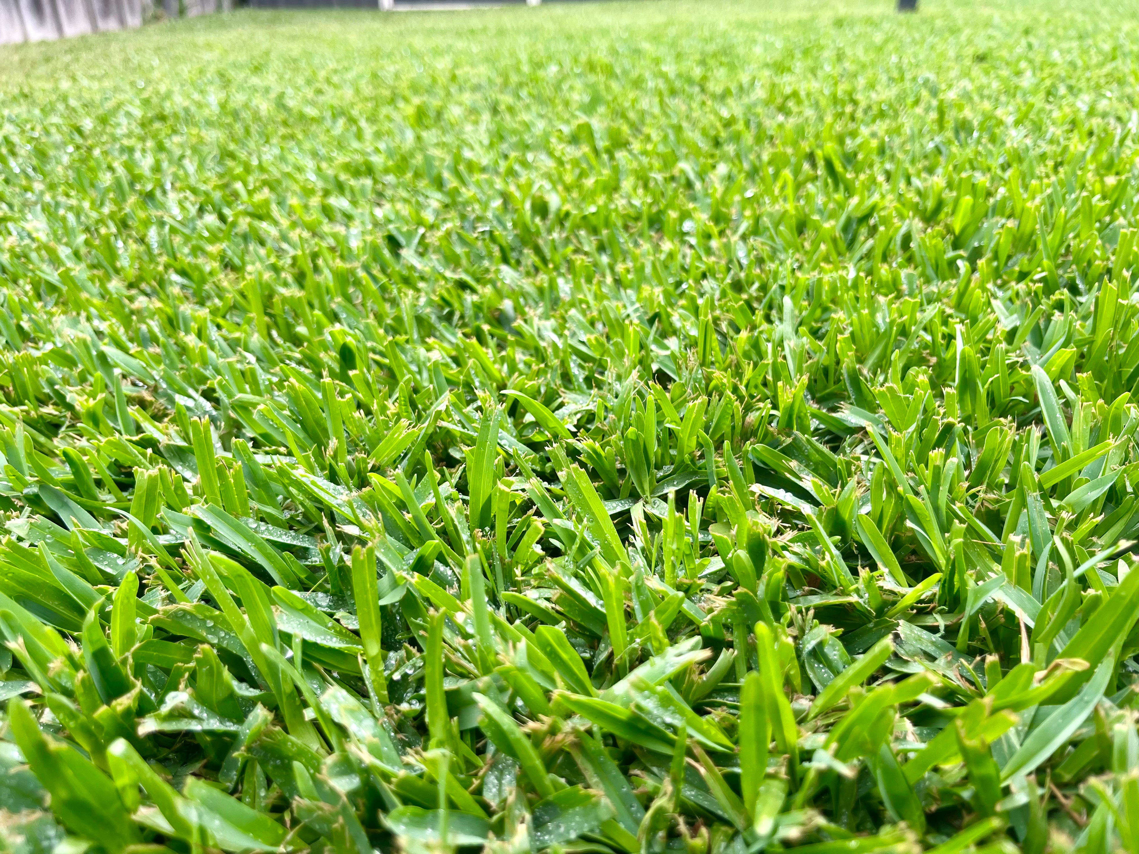 Harmony Turf Soft-Leaf Buffalo lawn providing a rich, deep green finish in a landscaped yard