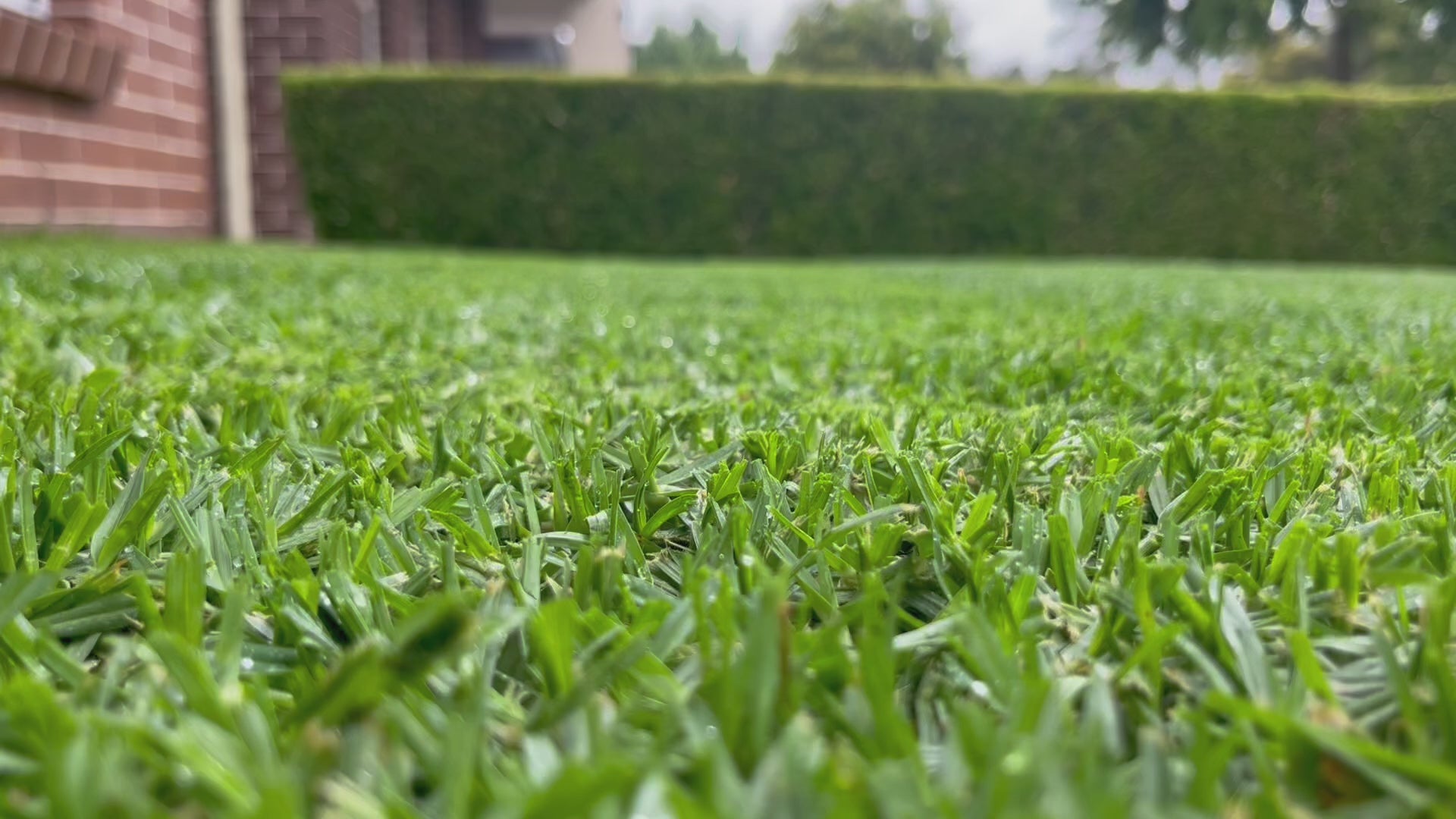 Buffalo turf video highlighting dense, green lawn ideal for Sydney backyards and landscaping