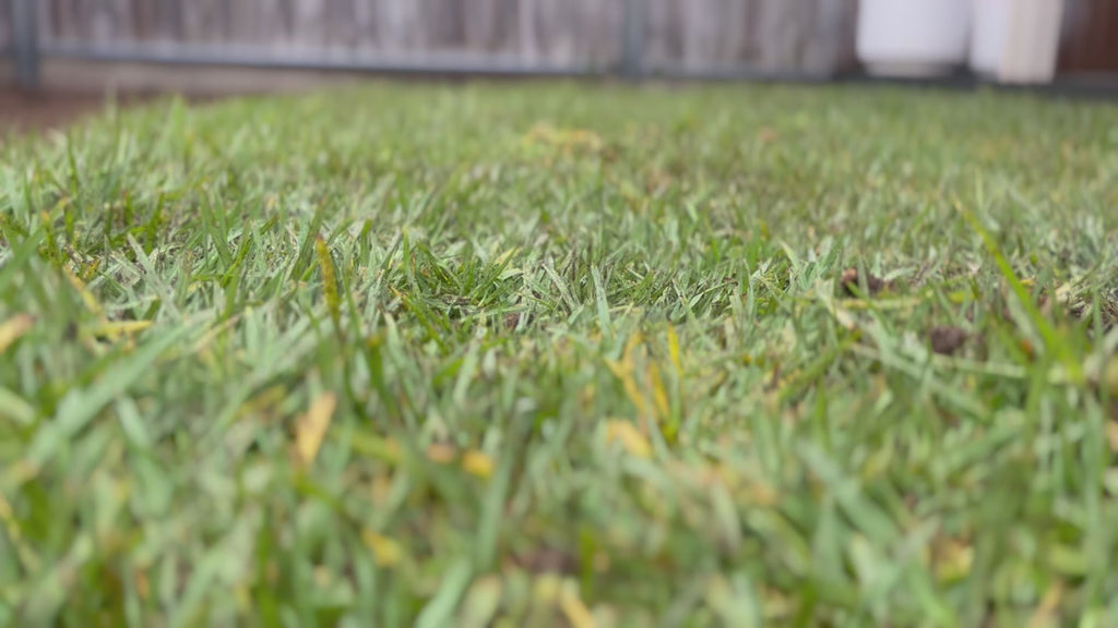 Freshly installed Kikuyu turf showing vibrant green coverage and clean, even installation across a new backyard lawn.