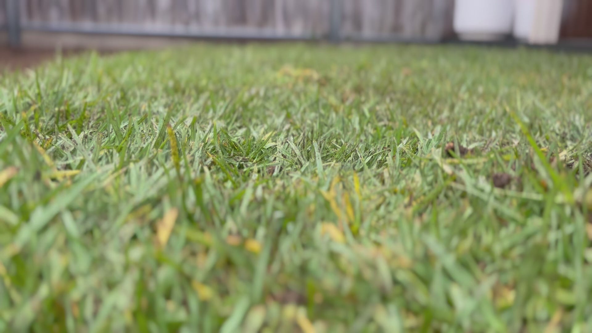 Freshly installed Kikuyu turf showing vibrant green coverage and clean, even installation across a new backyard lawn.