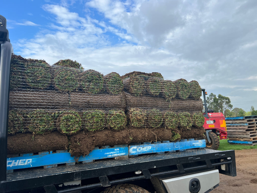 Premium Soft-Leaf Buffalo Turf fresh cut from Harmony Turf, Sydney