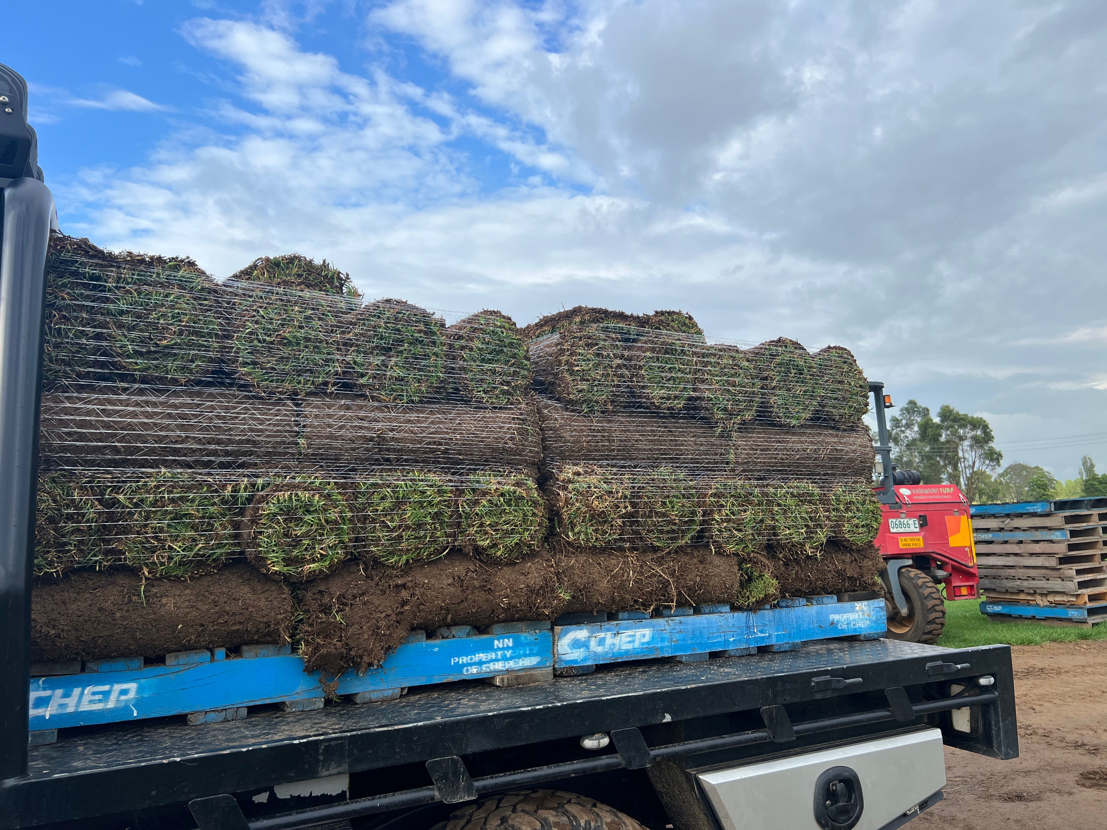 Premium Soft-Leaf Buffalo Turf fresh cut from Harmony Turf, Sydney